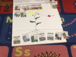 plant drawing with seed packets